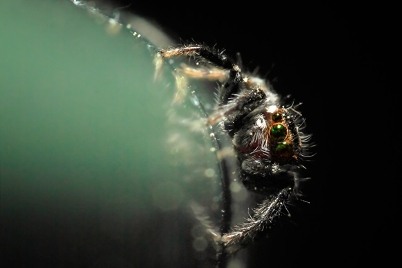 Araña Saltarina – Salticidae