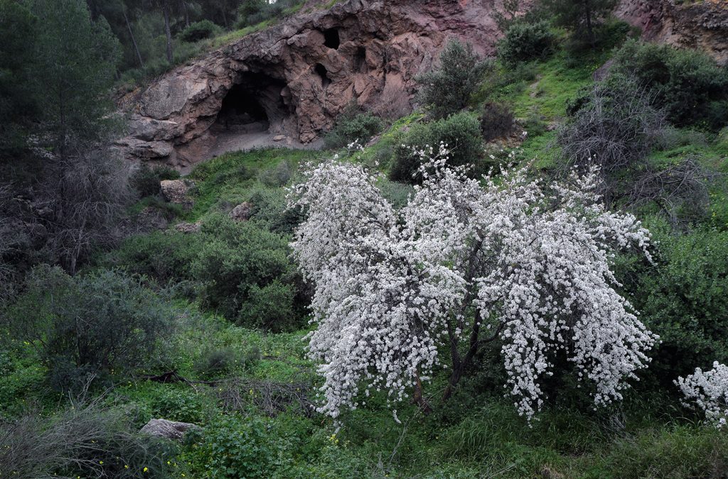 Floración de almendros en Santo Ángel