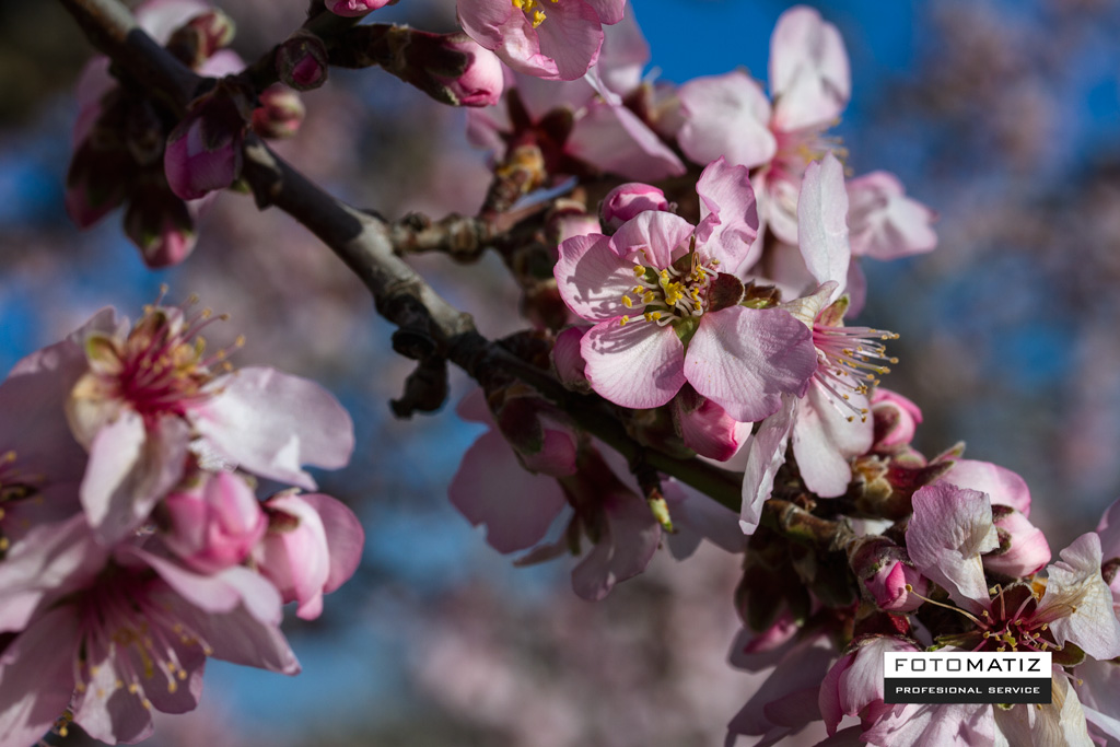 Almendros_en_flor