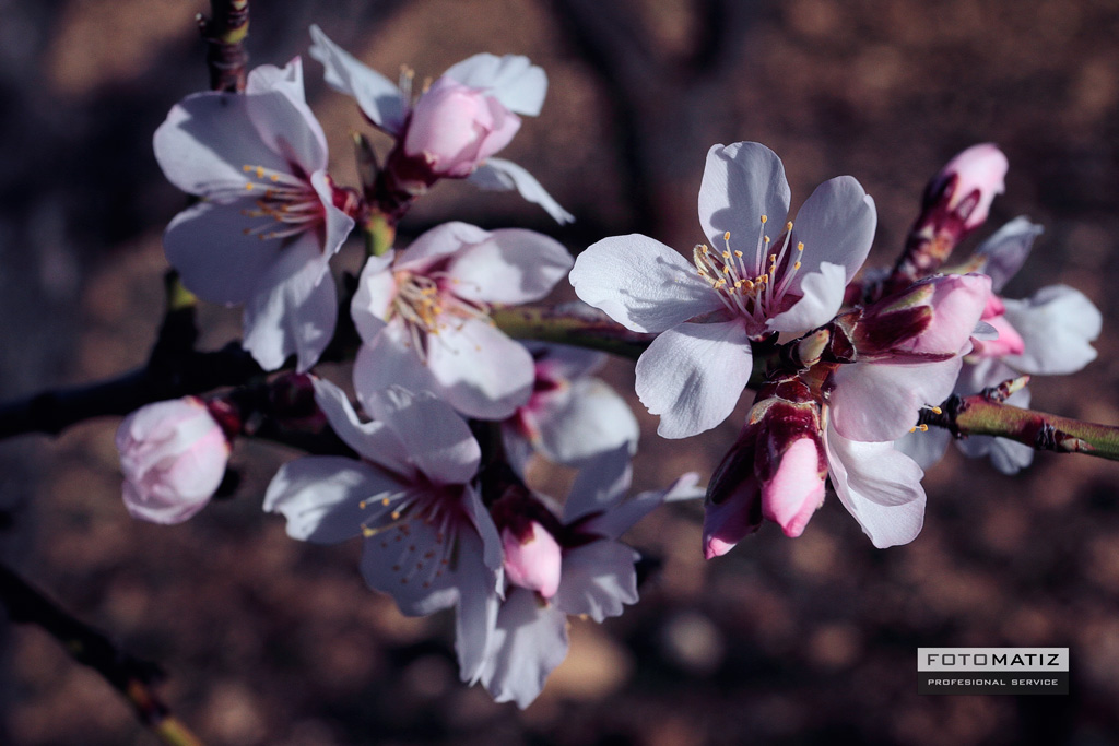 Almendros en flor en Bajil