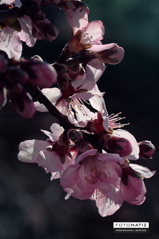 Almendros en flor en Bajil