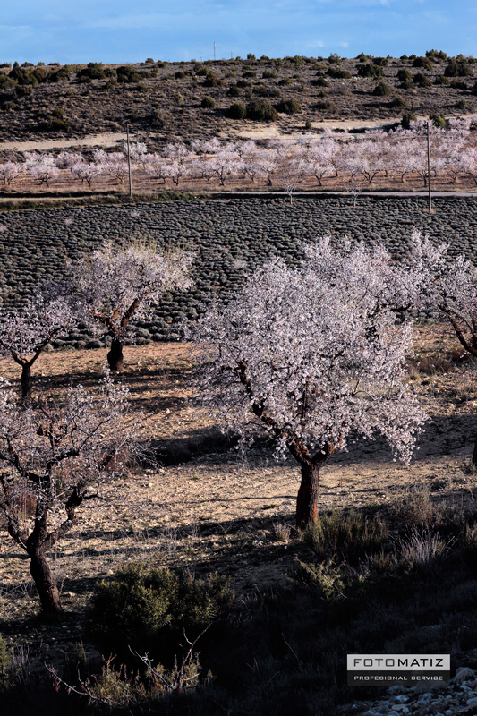 Almendros_en_flor_Bajil