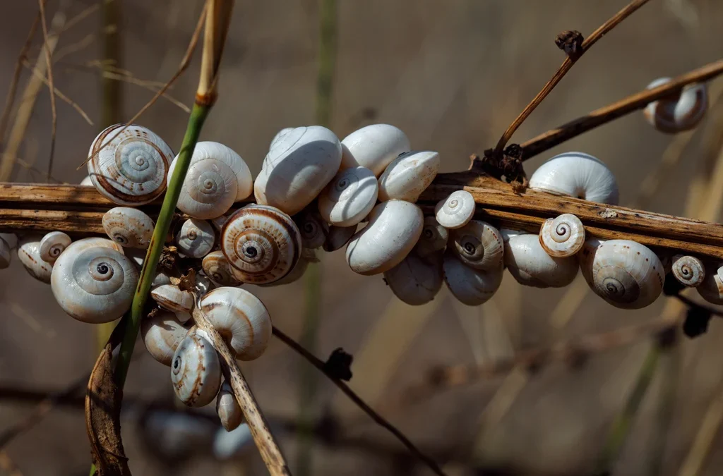 El secreto de los caracoles que duermen en verano