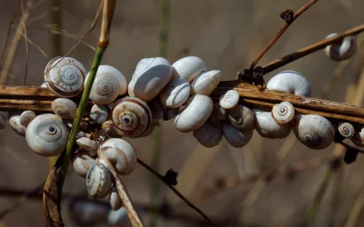 El secreto de los caracoles que duermen en verano