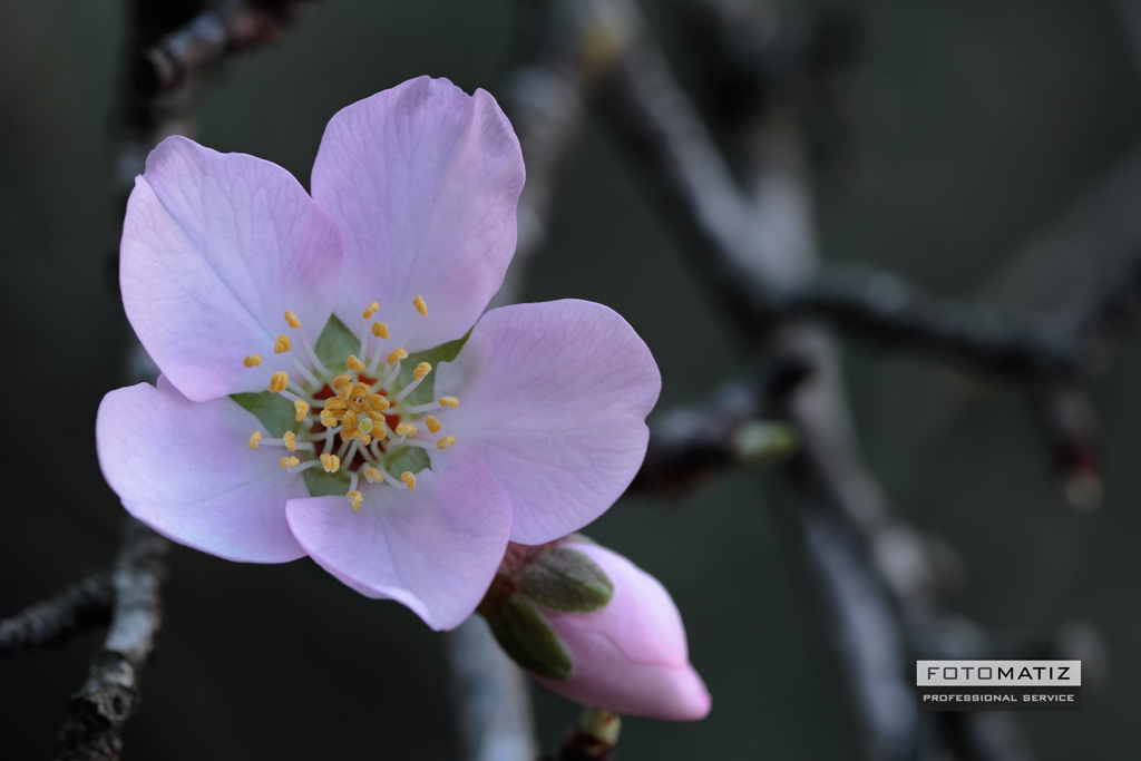 Almendros en flor