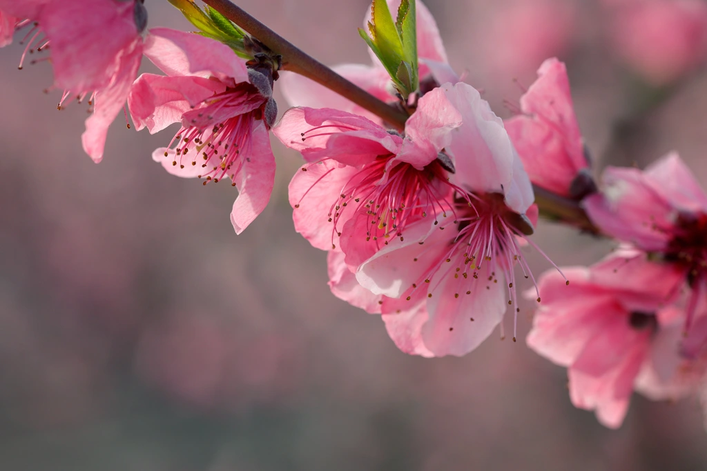 Fotografía de la floración Cieza en el 2026