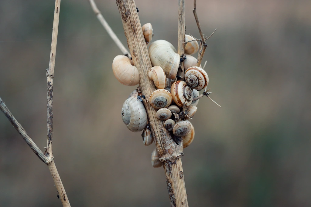 Un grupo de caracoles agrupados en una rama Un grupo de caracoles agrupados en una rama
