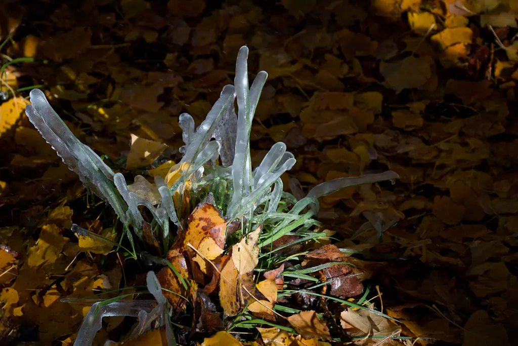 Plantas cubiertas por el hielo