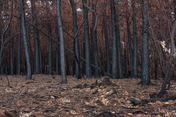 Un bosque quemado