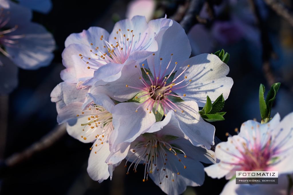 Floracíon en Murcia