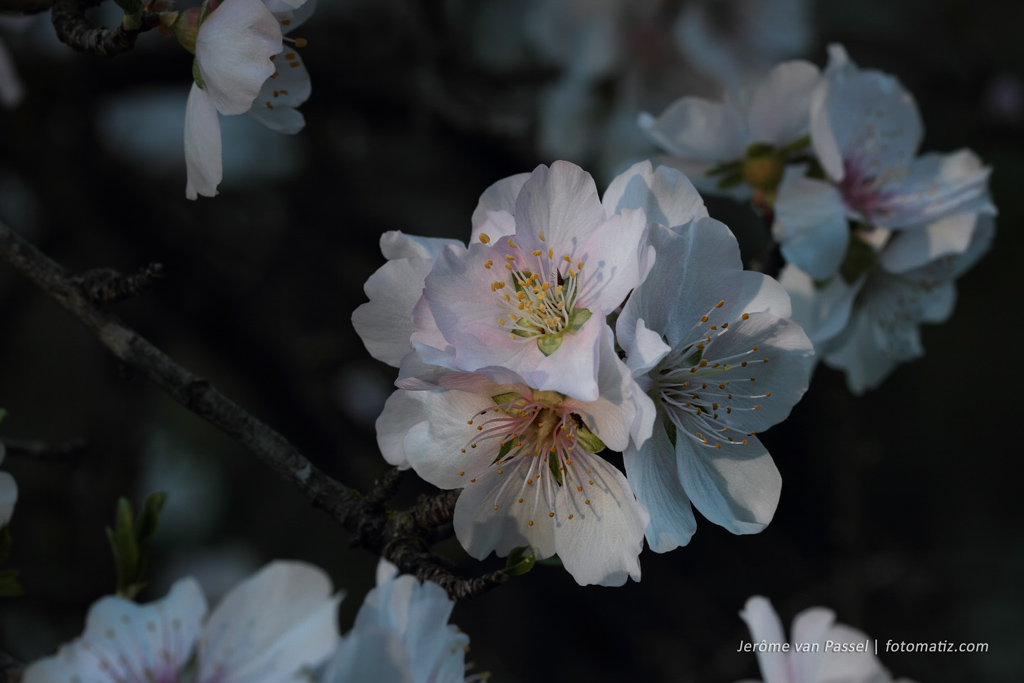 Almendros en flor