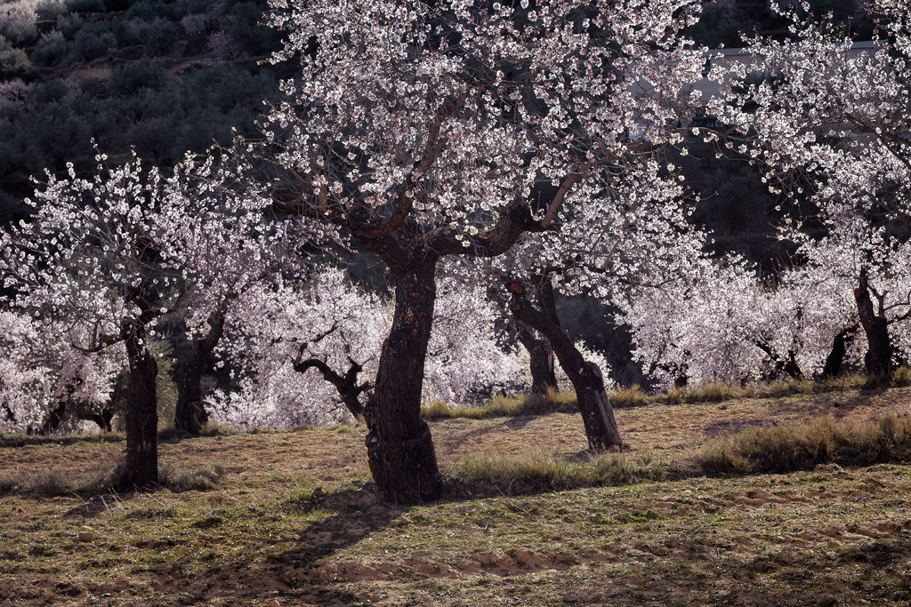 Floración de almendros en Benizar