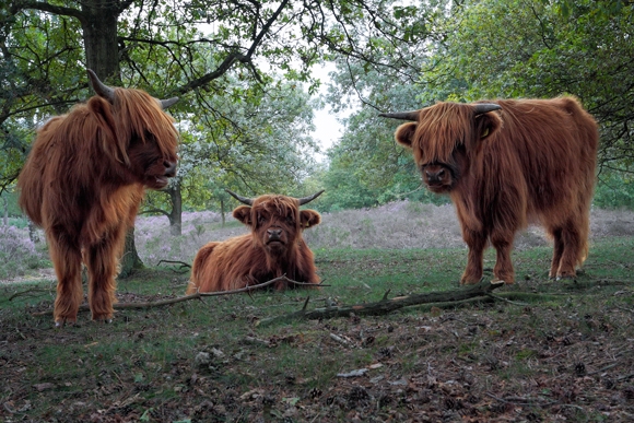 Vacas en Holanda | Fotografía: Jerome van Passel