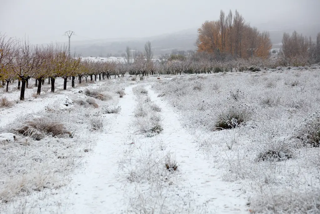 Primera nevada en El Sabinar – España Primera nevada en El Sabinar - España
