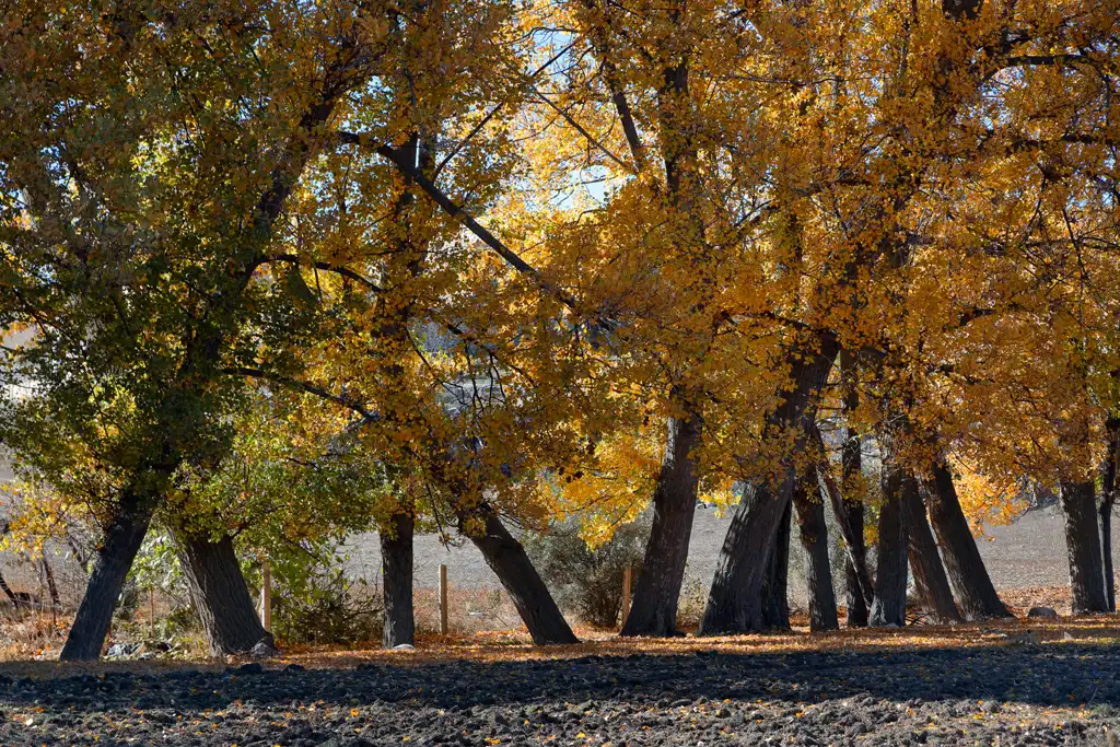 Los chopos a lo largo del río Alhárabe en el Sabinar