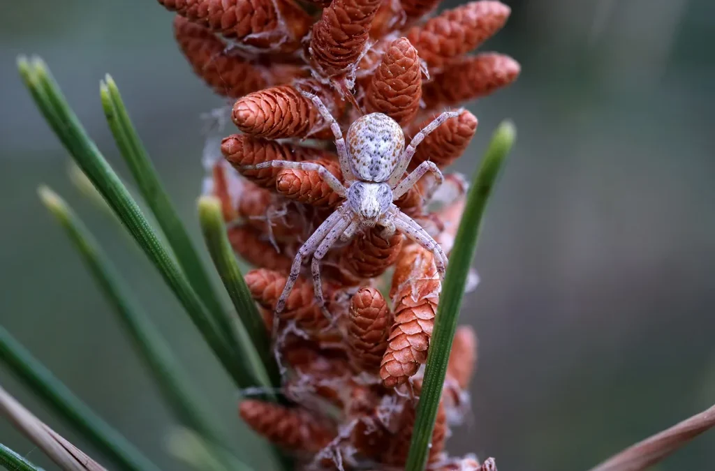 El mundo oculto de la araña cangrejo