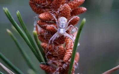 El mundo oculto de la araña cangrejo