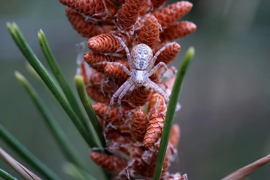 Una pequeña araña en un pino - Celerrimus duffeyi Una pequeña araña en un pino - Celerrimus duffeyi
