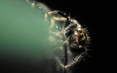 Araña Saltarina – Salticidae