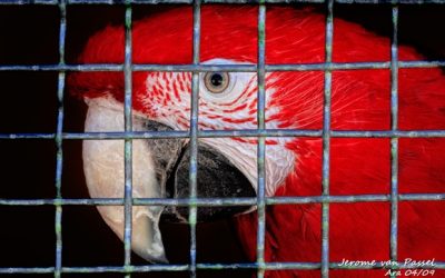 Preciosos pajaros