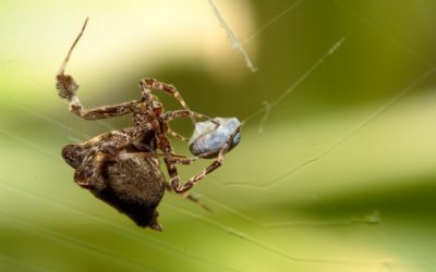 Descubren una araña vegetariana