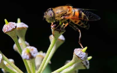 Eristalinus taeniops temprano por la mañana