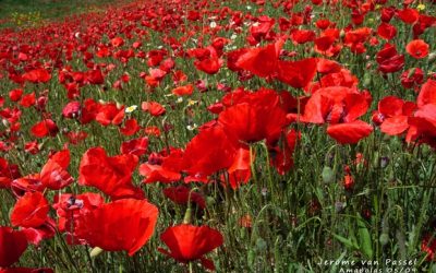Campos llenos de flores