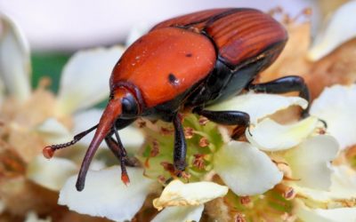 Un guiri bastante dañino encontrado en Murcia