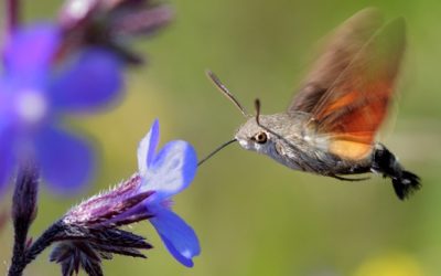 Cazando bichitos (Macroglossum stellatarum)