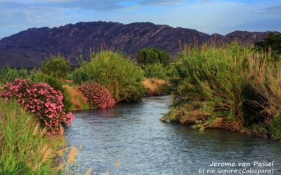El río segura en Calaspara