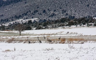 Grullas comunes en el Sabinar