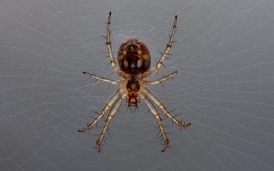 Pequeña araña esperando su comida