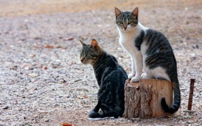 Callejeros, el gato Europeo