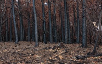 El triste resultado del fuego