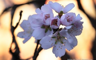 Almendros en flor