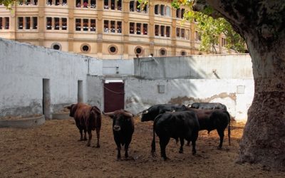 Corrida en la plaza de toros