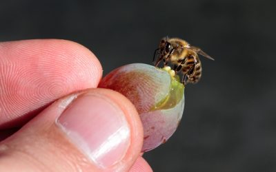 Ayuda a salvar las abejas