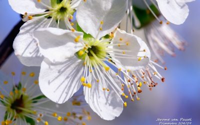 Floración en El Campo de San Juan