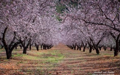 Almendros en flor